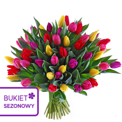 Bukiet 50 kolorowych tulipanów