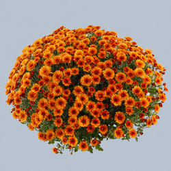 Chryzantema doniczkowa